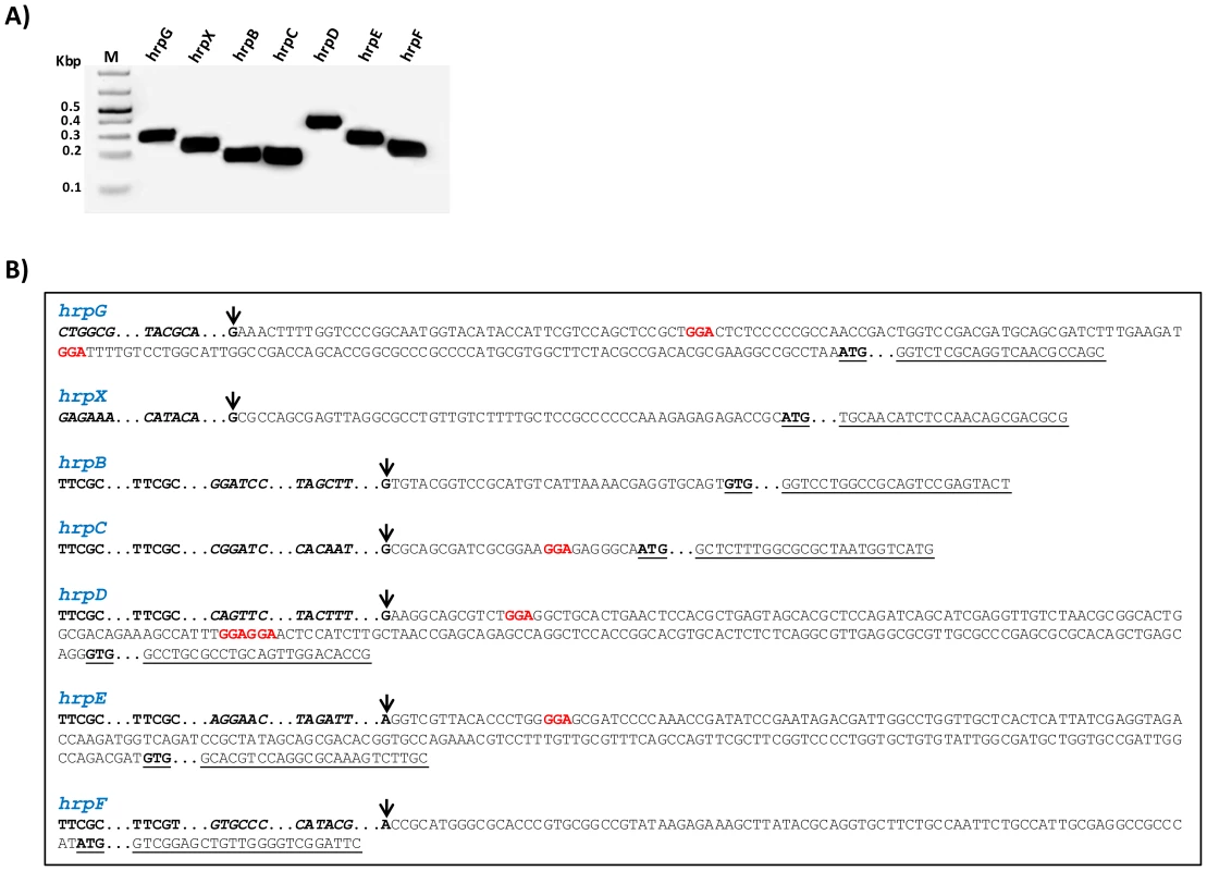 Determination of <i>hrp/hrc</i> transcriptional start sites of <i>X. citri</i> subsp. citri.