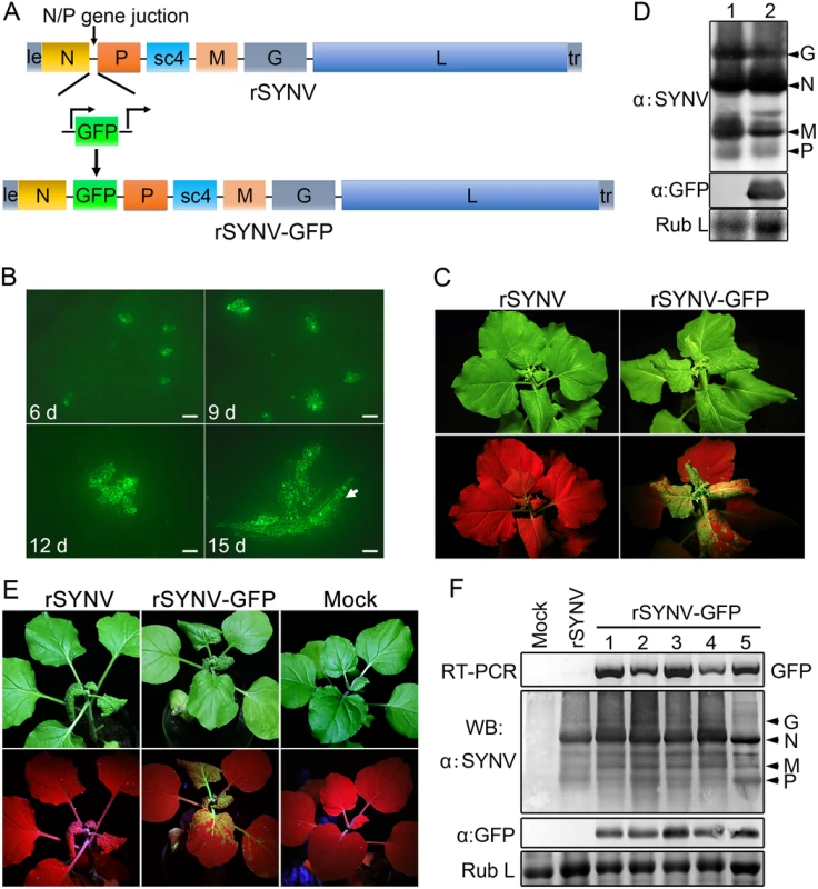 Expression of GFP engineered into rSYNV.