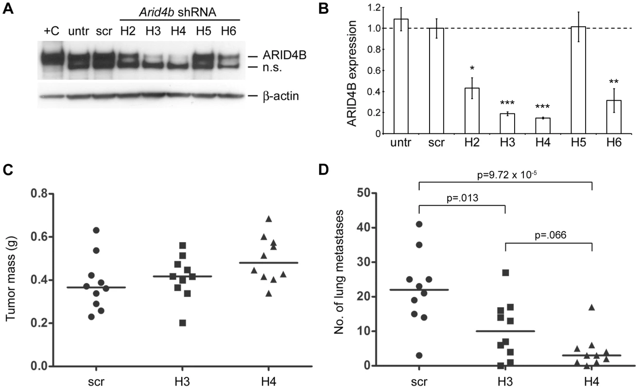 Stable shRNA–mediated knockdown of <i>Arid4b</i> inhibits lung metastasis.