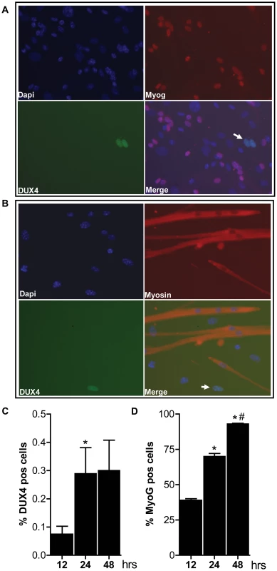 Bursts of DUX4 protein expression in differentiating D4Z4-2.5 muscle cells.