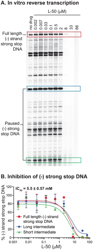 Inhibition of minus strand strong stop DNA synthesis by L50.