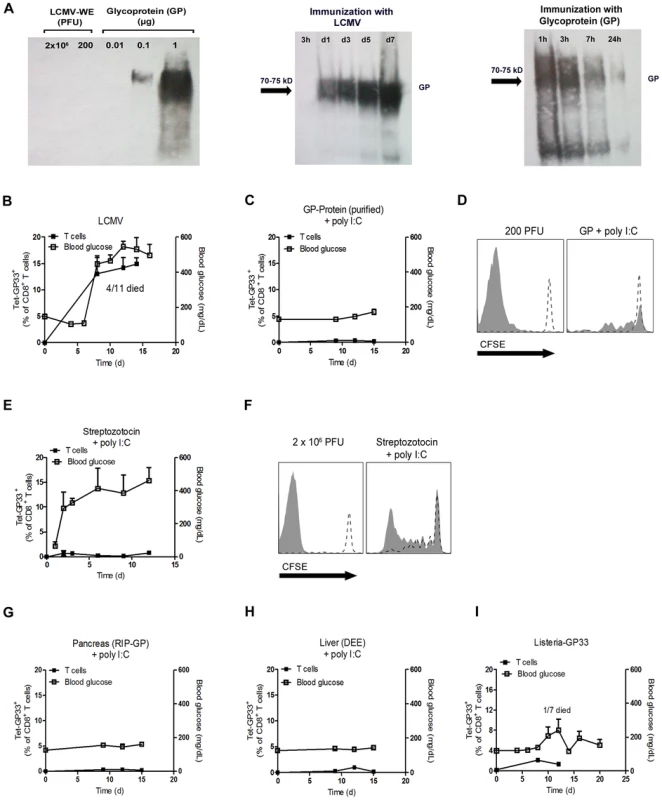 Only replicating antigen is efficient in breaking autoimmune tolerance.
