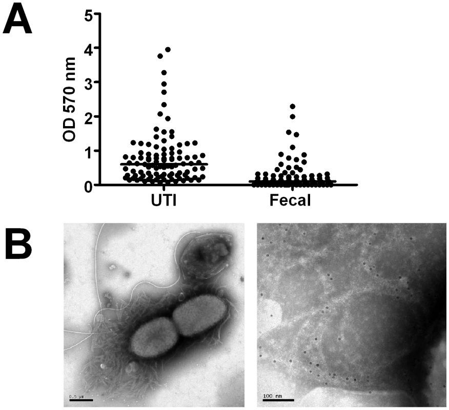 Biofilm expression by uropathogenic and fecal <i>E. coli</i> isolates.