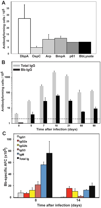 Strong induction of <i>B. burgdorferi</i>-specific antibodies following infection.