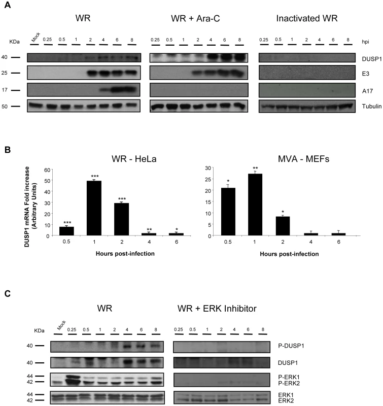 DUSP1 induction and phosphorylation requires early VACV gene expression and ERK activation.