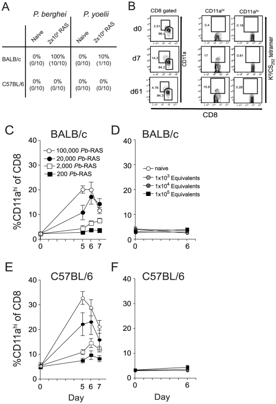 Sensitivity and specificity of the CD8α<sup>lo</sup>CD11a<sup>hi</sup> surrogate activation marker approach to identify RAS vaccination-induced CD8 T cell responses.