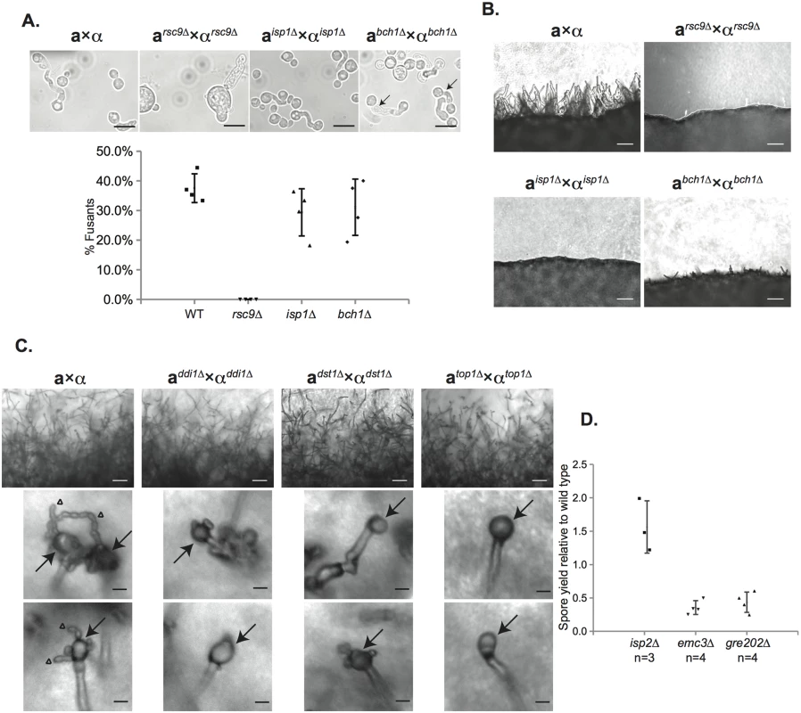 Characterization of the sexual development of deletion mutants for spore-enriched proteins.