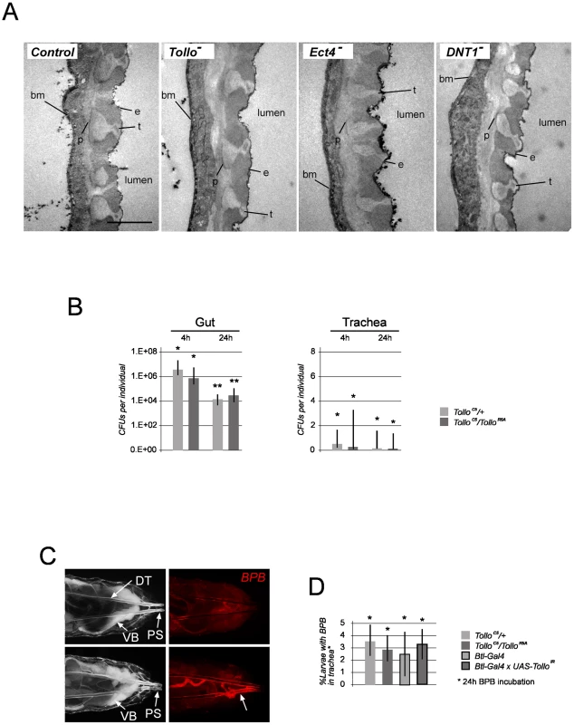 Tracheal morphology, putative immune elicitors and fluid penetration in trachea are not affected by <i>Tollo</i> mutations.