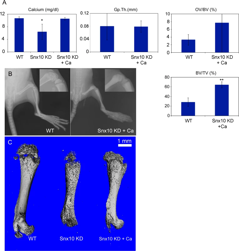 Calcium supplementation can normalize calcium homeostasis and correct the rickets phenotype in Snx10 KD mice.