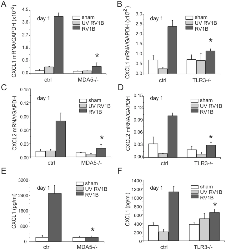 RV1B-induced chemokine expression in MDA5−/− and TLR3−/− mice.