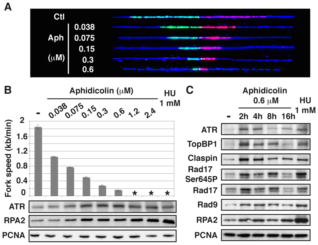 Moderate fork slowing triggers chromatin loading of sensors and mediators of the ATR pathway.