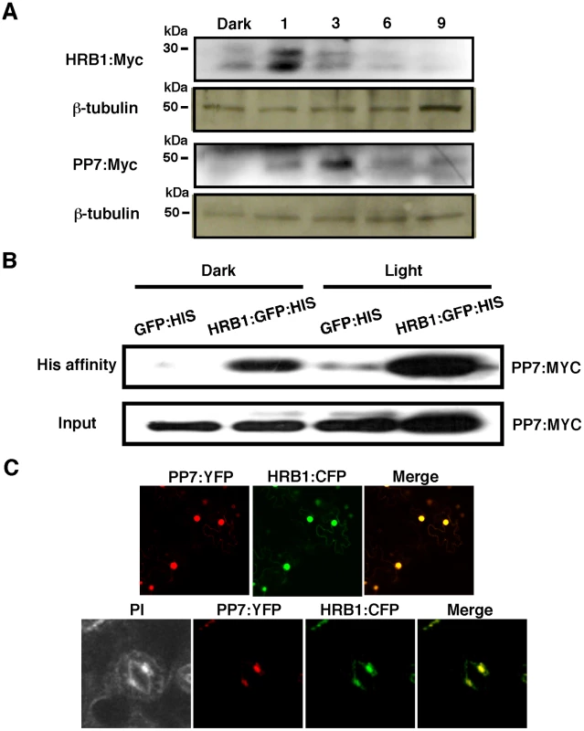 HRB1 interacts with PP7 <i>in vivo</i>.