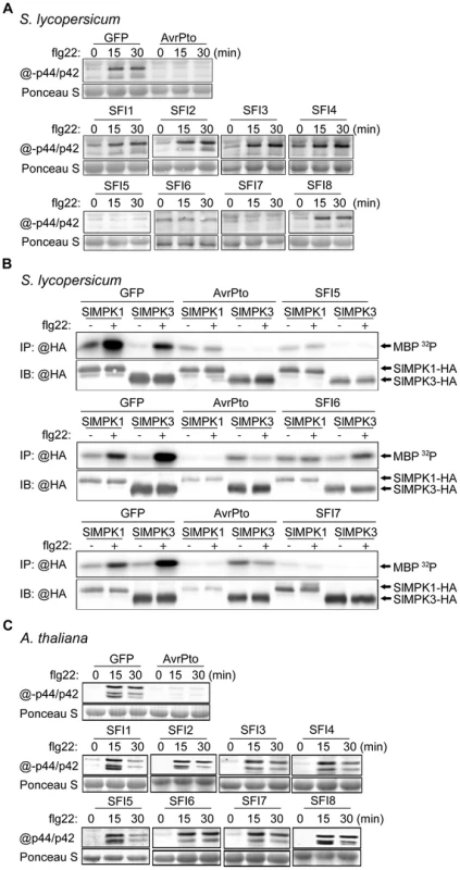 MAP kinase activation upon flg22 treatment in protoplasts expressing SFI effector genes.
