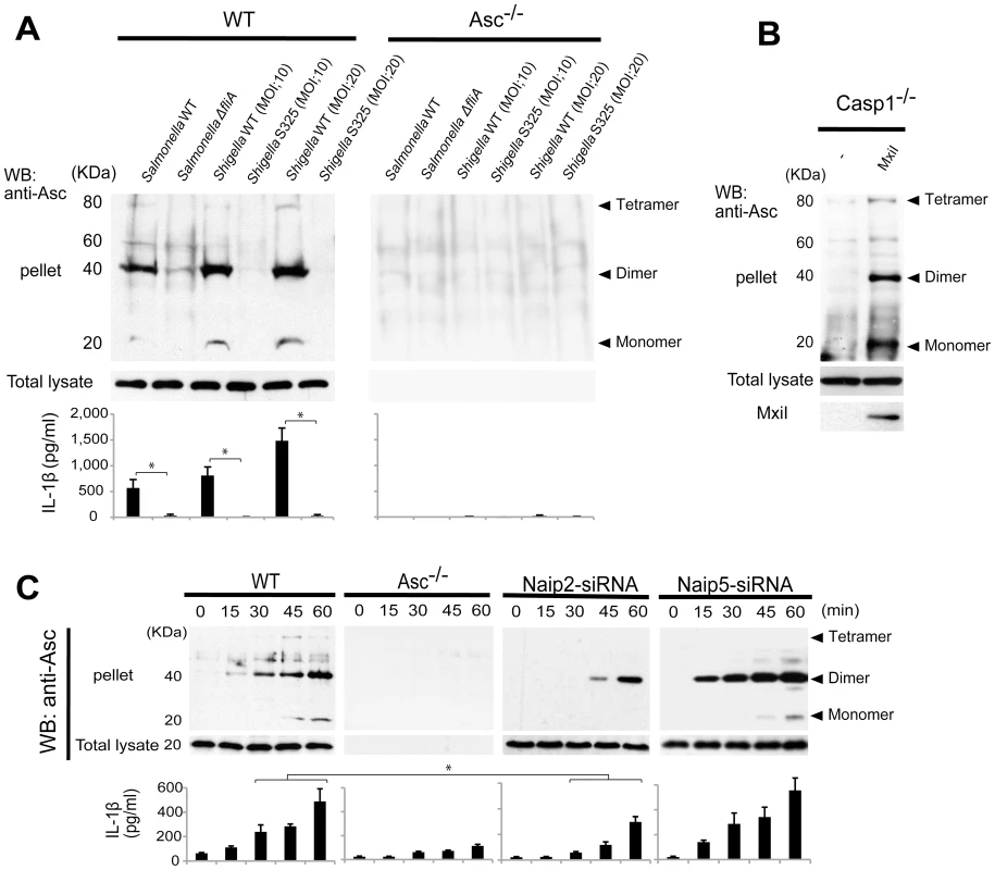 <i>Shigella</i> or MxiI expression induces Naip2-dependent Asc dimerization in macrophages.