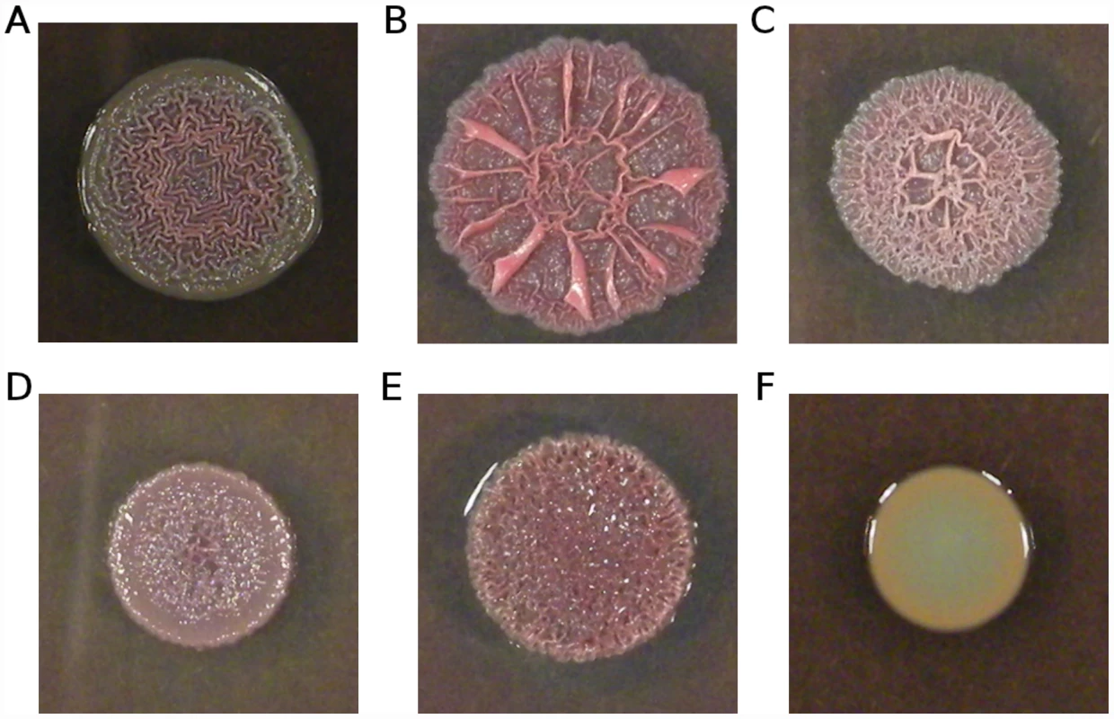 Variation in colony morphology.