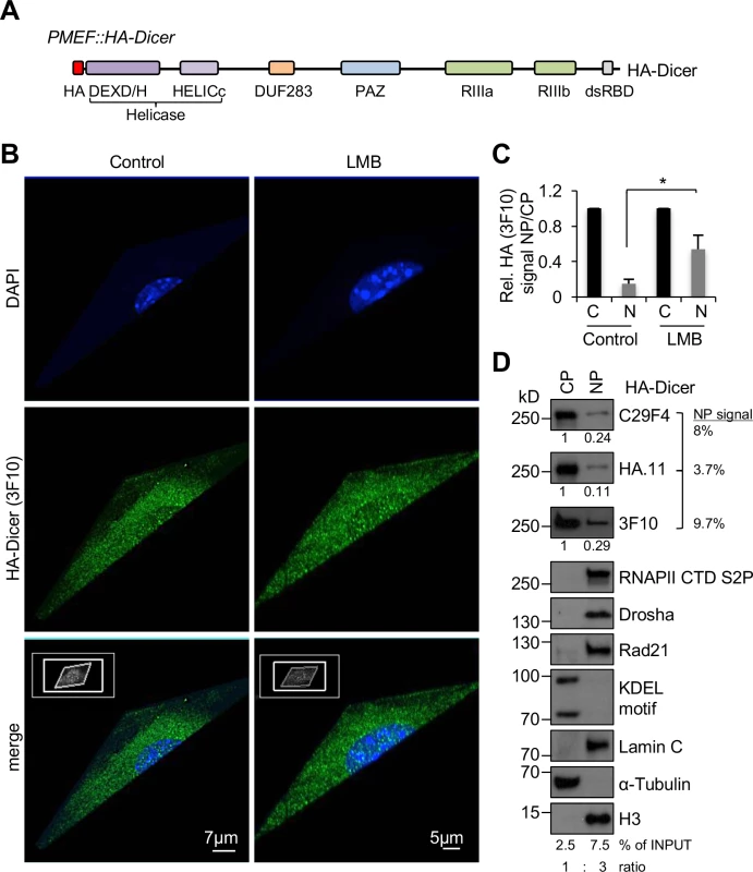 Subcellular localisation of HA-Dicer in murine PMEF::HA-Dicer cells.