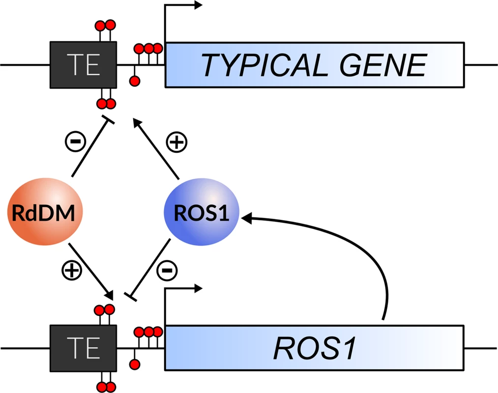 The regulation of <i>ROS1</i> by methylation acts as an epigenetic rheostat.