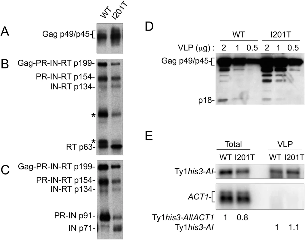 I201T CNC<sup>R</sup> VLPs have increased IN and RT protein levels and less p18.