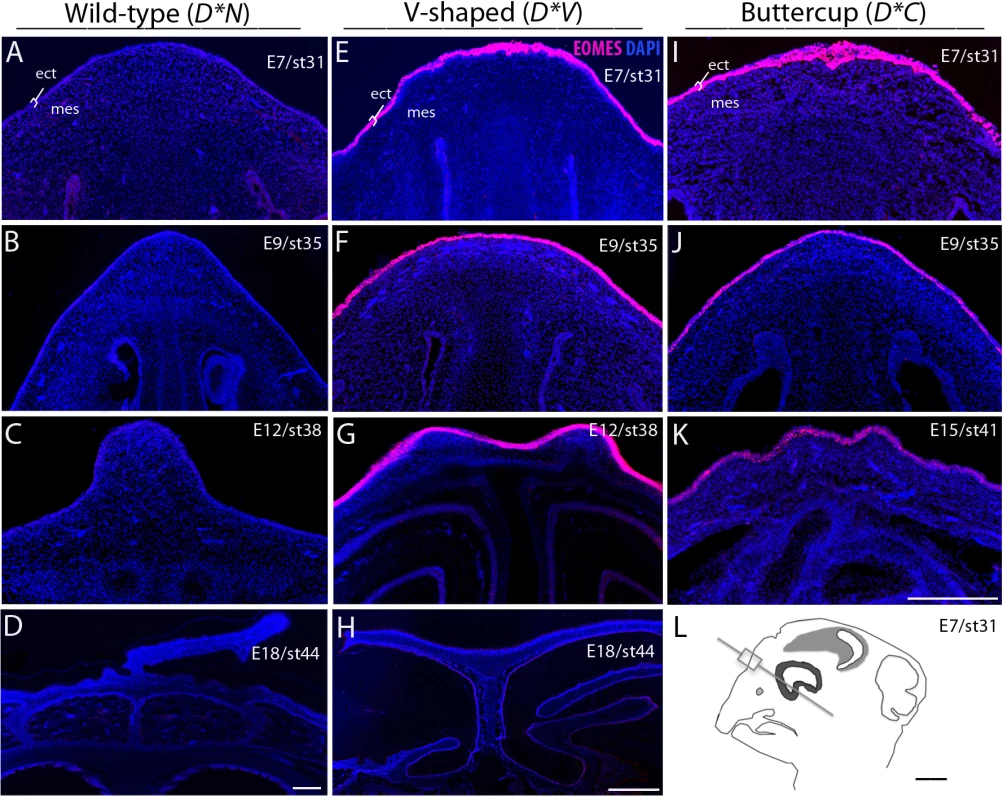 Ectopic expression of EOMES in the ectoderm of D*V and D*C embryonic chicken comb tissue.