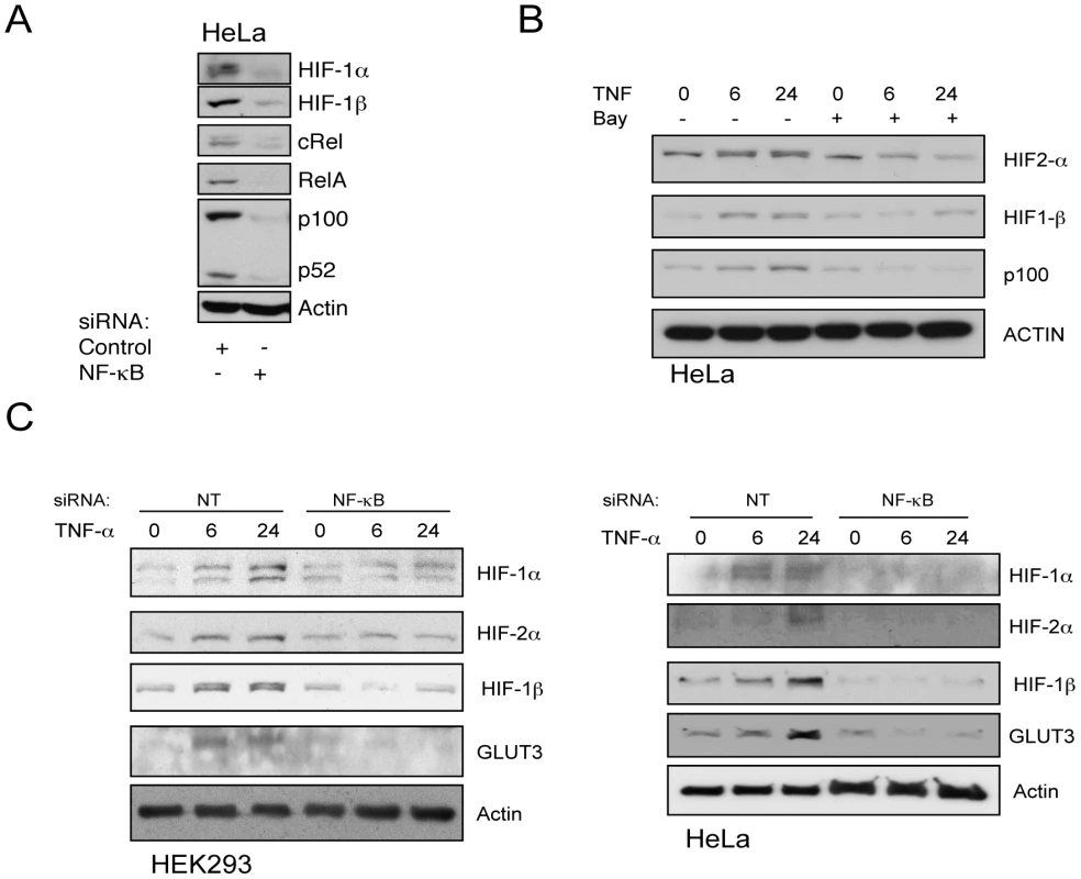 TNF-α–induced HIF-1β and HIF-2α proteins are IKK- and NF-κB–dependent.