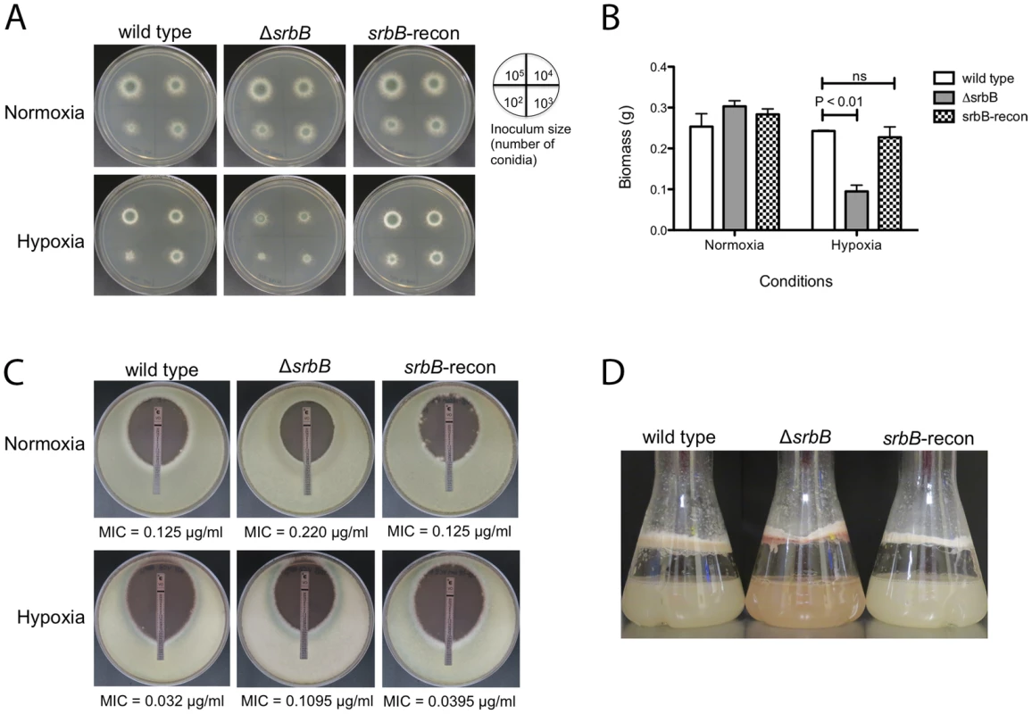 Loss of the Hypoxia Induced Transcriptional Regulator SrbB Results in a Significant Growth Defect and Red Pigmented Mycelia in Hypoxia.