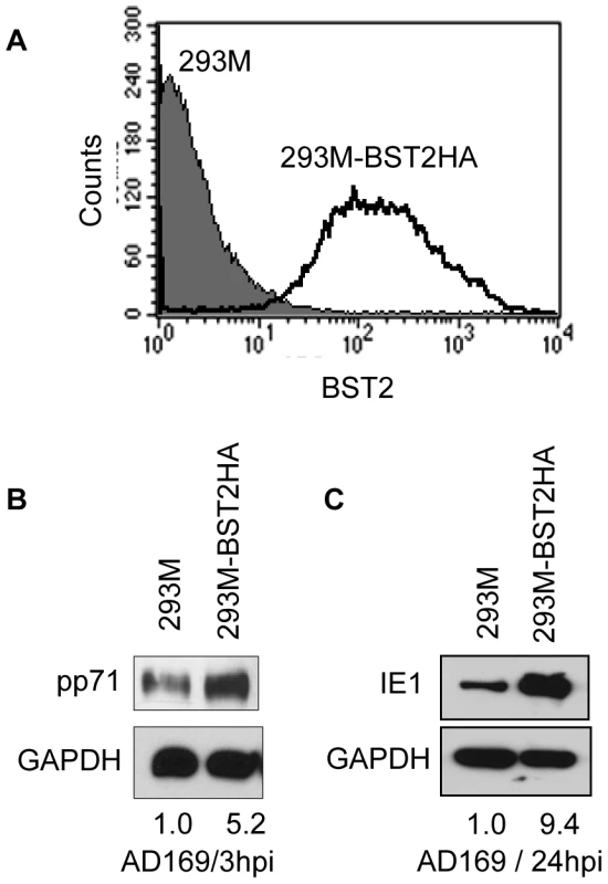 BST2 increases HCMV infection in 293 M cells.