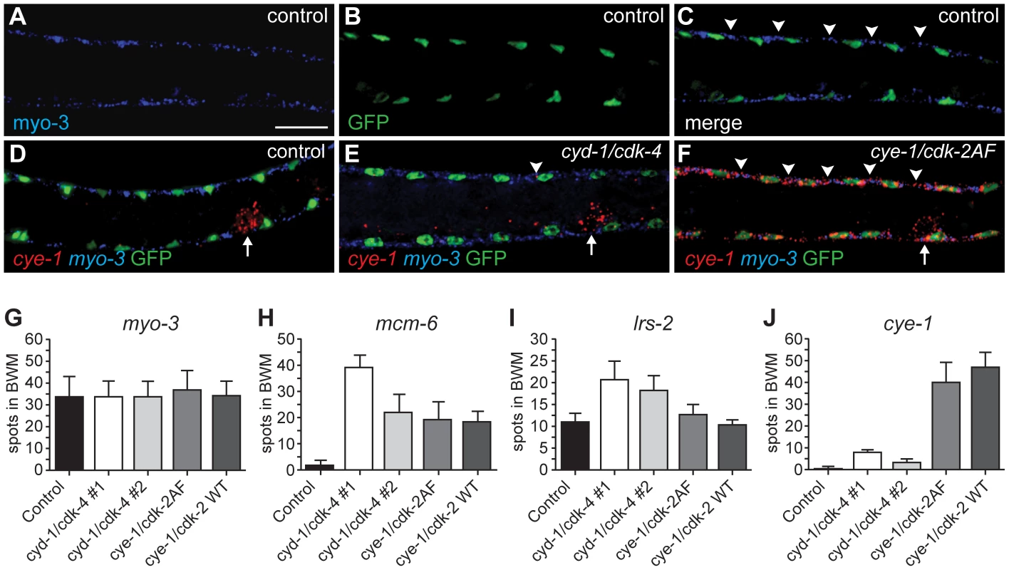 Single molecule FISH shows gene expression in individual muscle cells and limited <i>cye-1</i> induction by CYD-1/CDK-4.