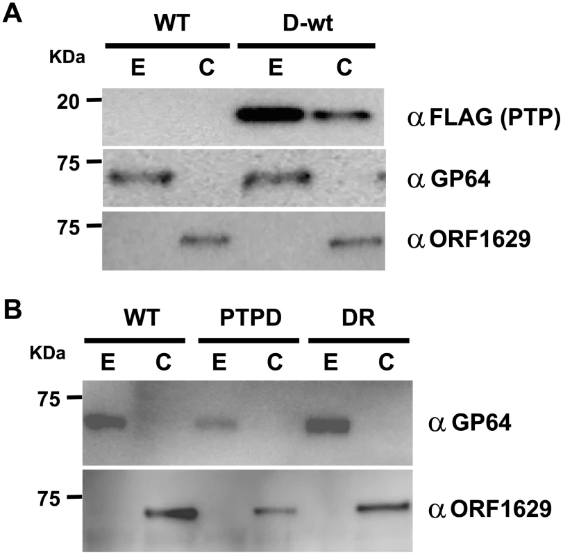 PTP is an envelope-associated protein required for the production of normal virions.
