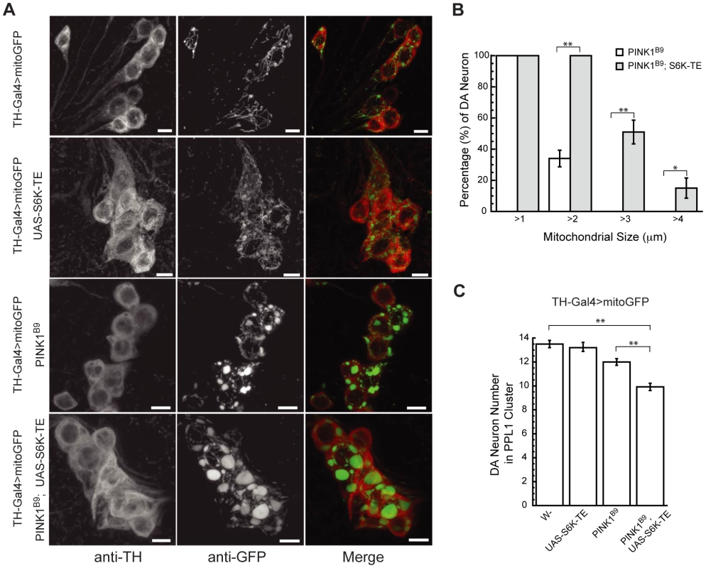 Constitutively active S6K increases mitochondrial aggregation and DA neuron loss in <i>PINK1</i> mutants.