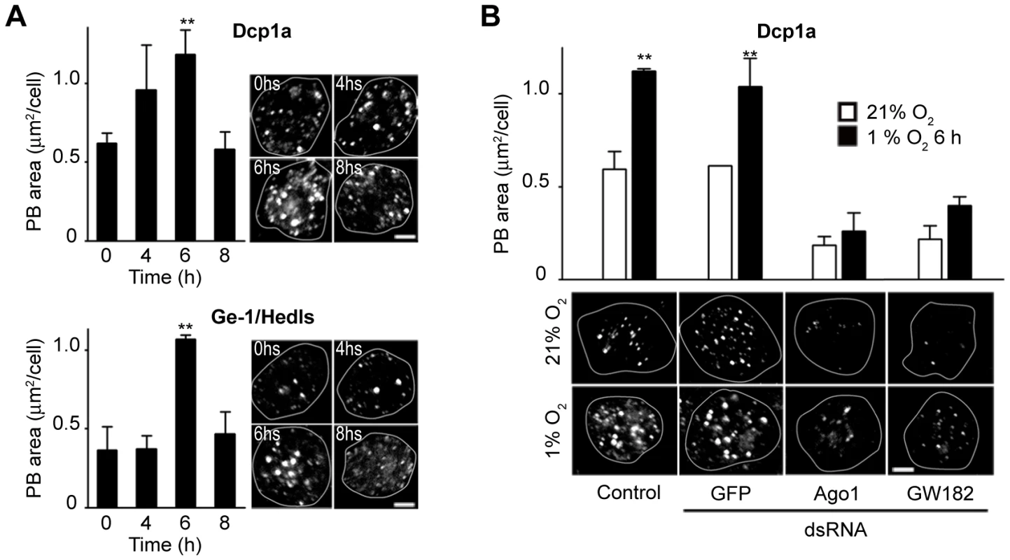 PBs accumulate in cells exposed to hypoxia in an Ago1- and GW182-dependent manner.