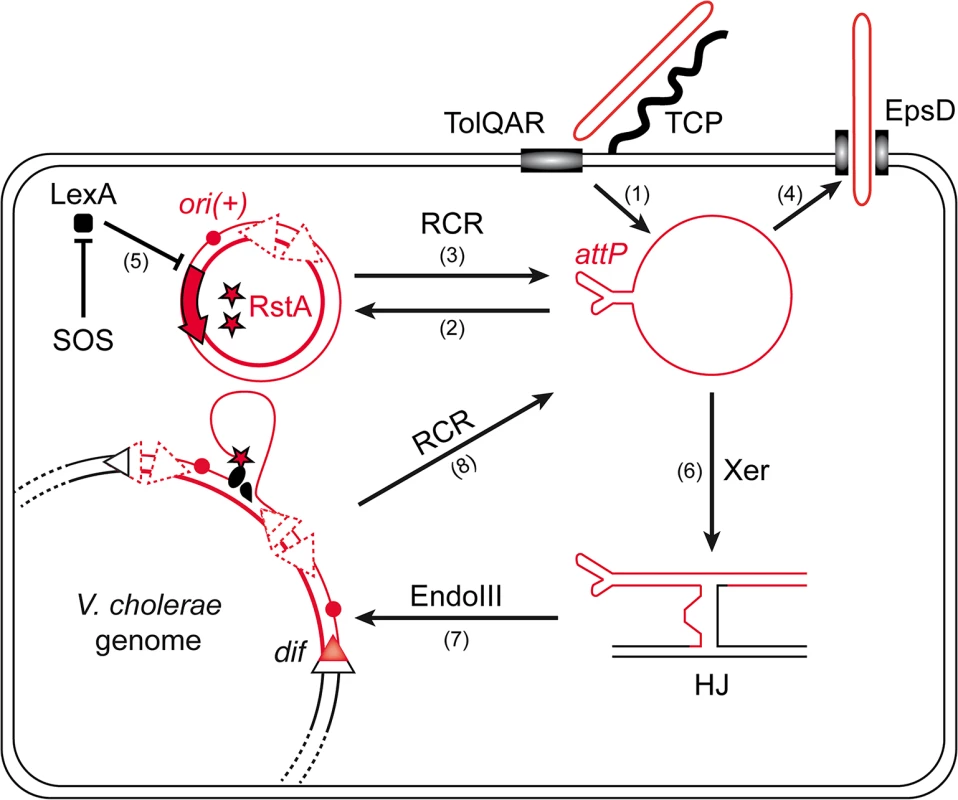 Rolling-Circle Replication is central to the life cycle of CTXϕ.