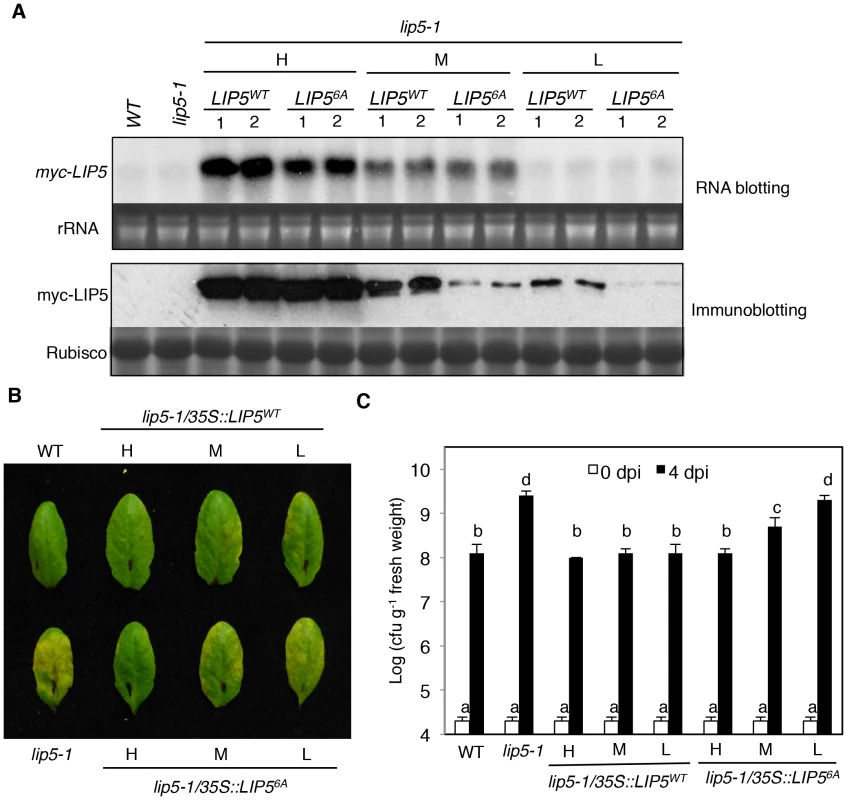 Phosphorylation-regulated LIP5 protein stability and plant basal resistance.