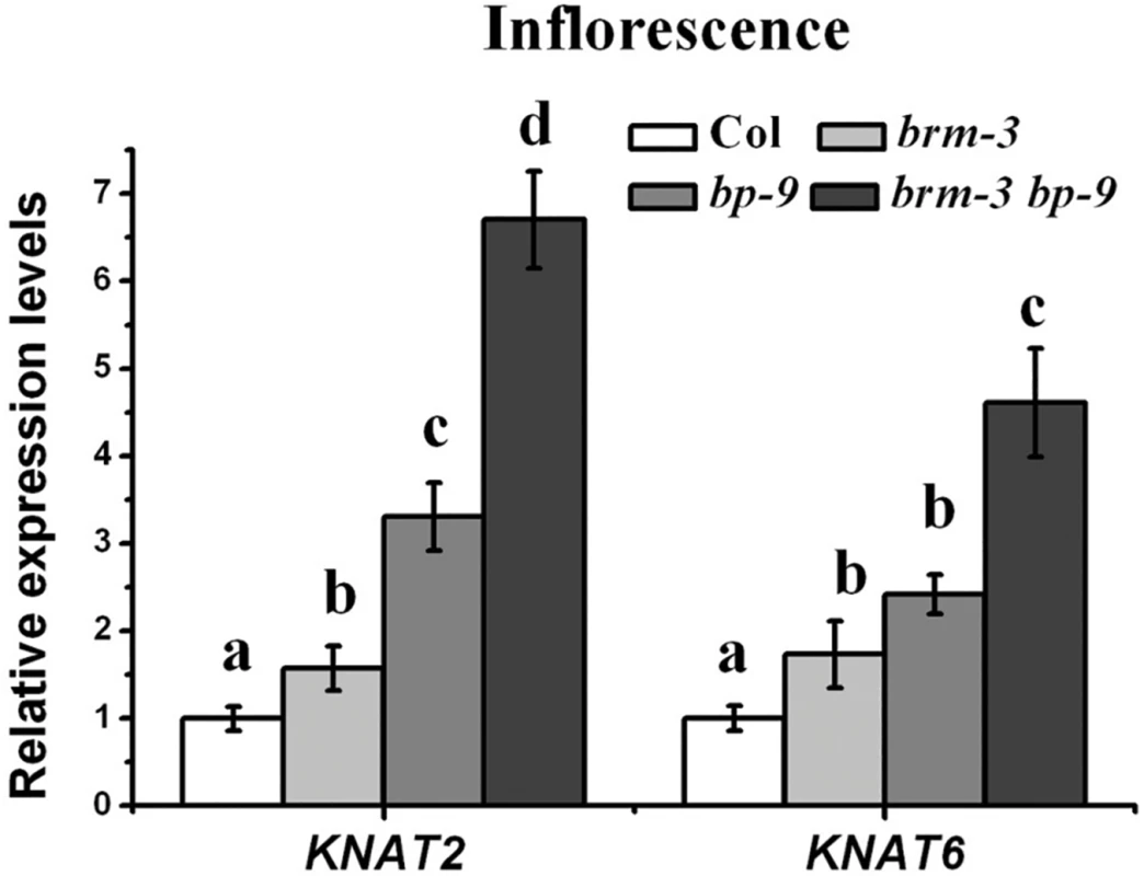 BRM and BP repress <i>KNAT2</i> and <i>KNAT6</i> expression in inflorescences.