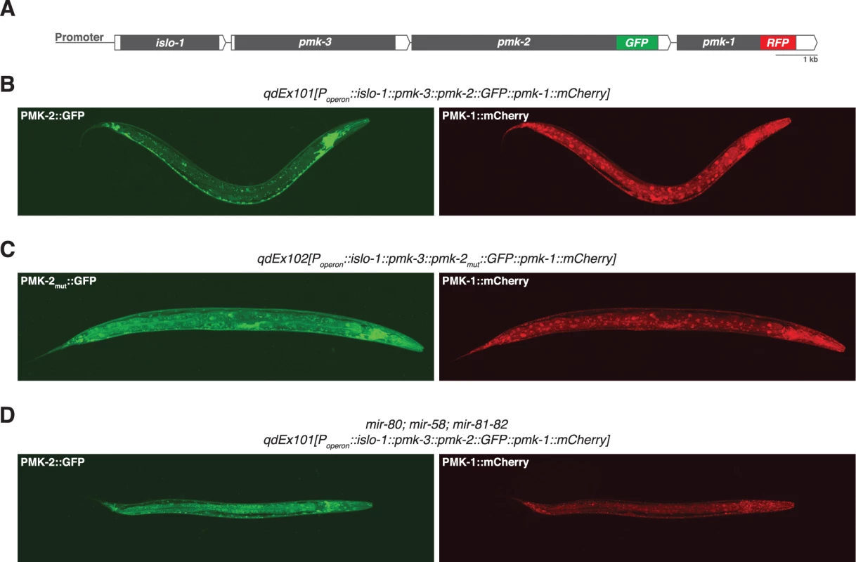 Distinct tissue expression patterns of <i>pmk-1</i> and <i>pmk-2</i>.