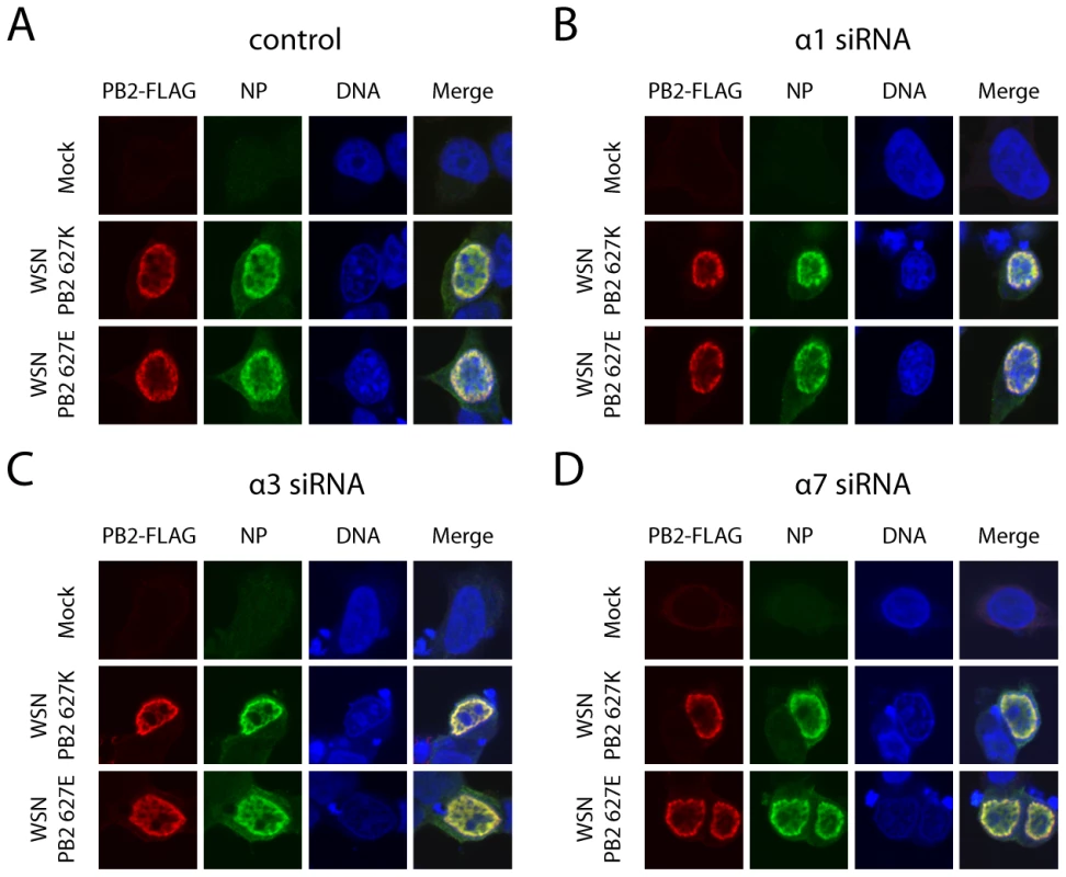 Importin-α silencing does not affect subcellular localization of PB2 or NP.