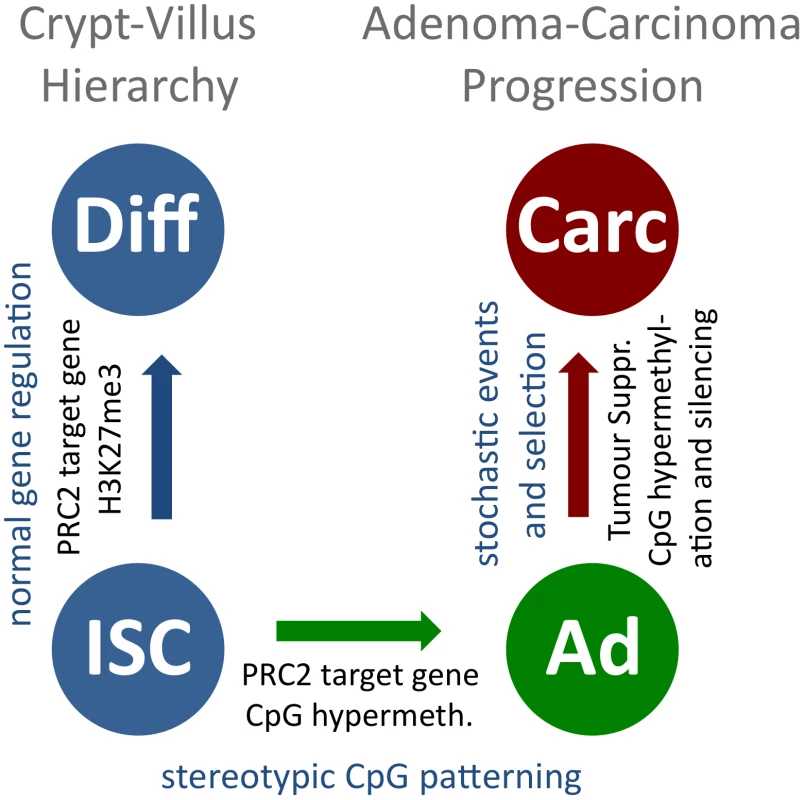 A model for stepwise formation of cancer cell CpG epigenomes.