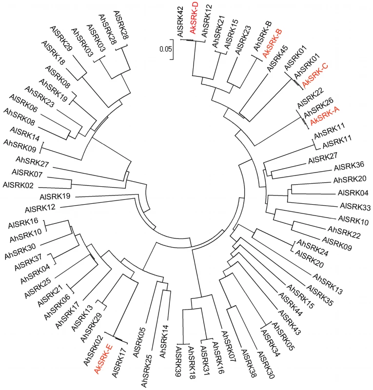 Phylogeny of 76 <i>SRK</i> sequences of <i>A. halleri</i>, <i>A. lyrata</i>, and <i>A. kamchatica</i>.