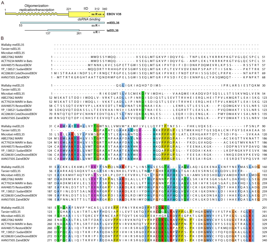 Comparisons of Filovirus VP35 protein sequences with those of related endogenous sequences.