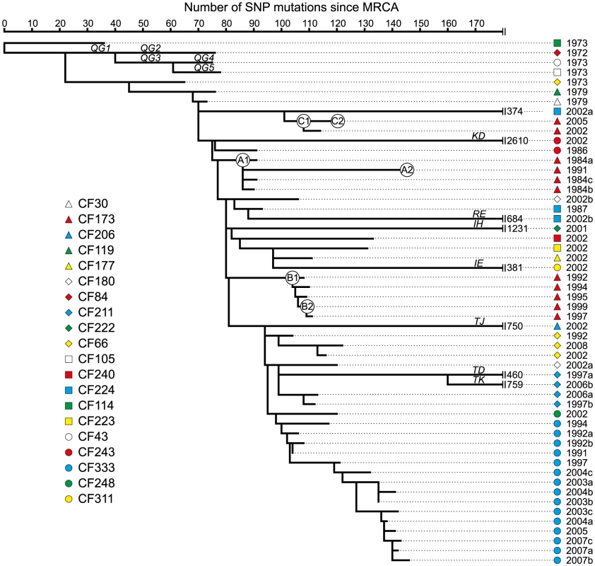 Maximum-parsimonious reconstruction of the phylogeny of the <i>P. aeruginosa</i> DK2 clones.