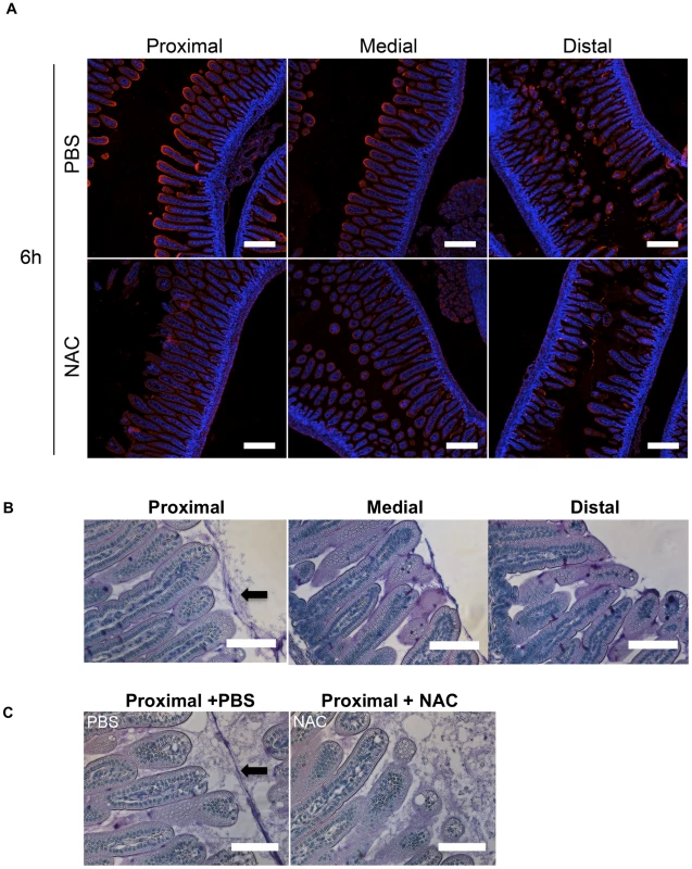 The intensity of WGA staining of the intestinal epithelium decreases along the length of the SI and can be reduced by N-acetyl-L-cysteine (NAC) treatment.