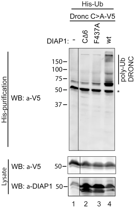 DIAP1 ubiquitylates DRONC in S2 cells.