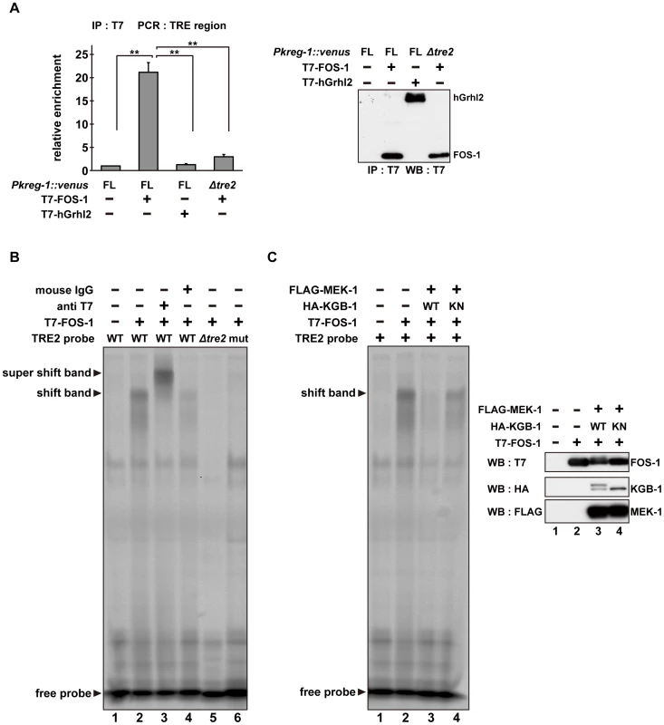 The DNA binding activity of FOS-1 is inhibited by KGB-1-mediated phosphorylation.