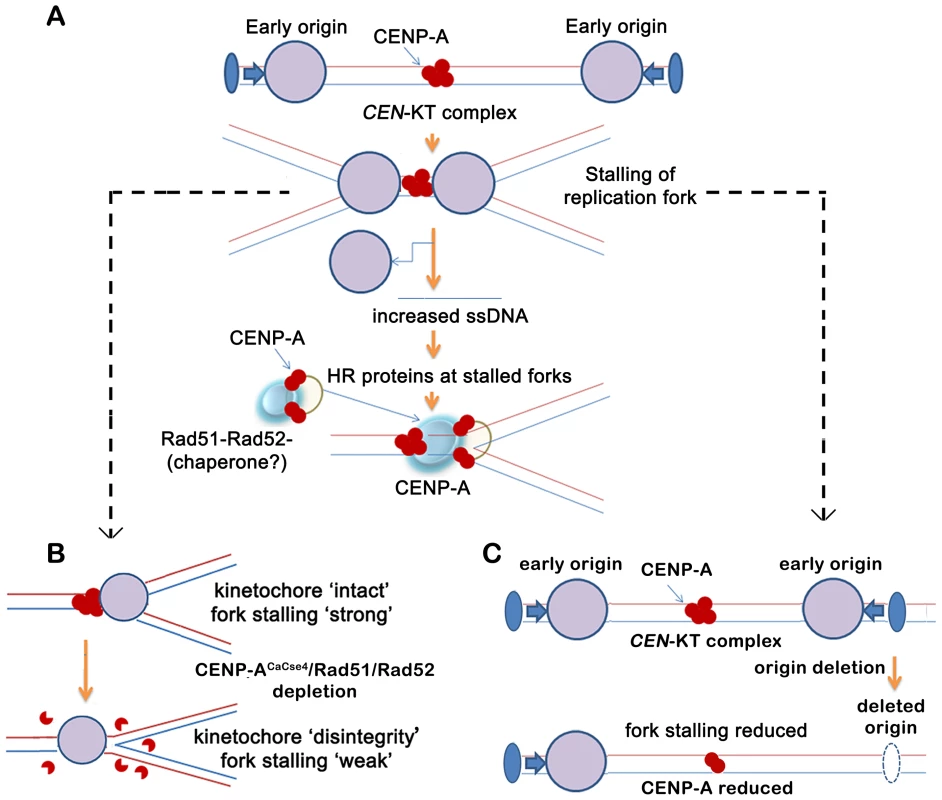 A replication-coupled repair based model of centromere inheritance.