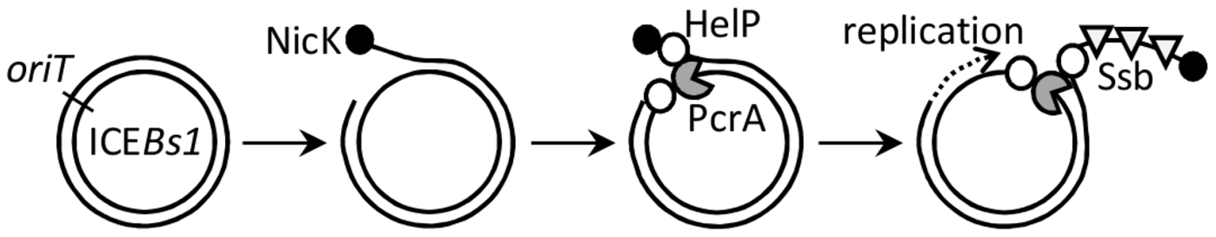 Model for association of the relaxase, helicase, HelP, and Ssb with ICE<i>Bs1</i> DNA.