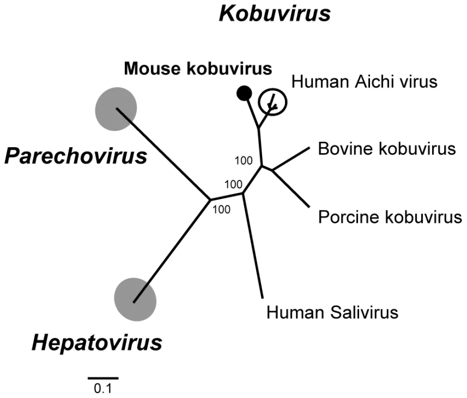 Phylogenetic analysis of mouse kobuvirus.