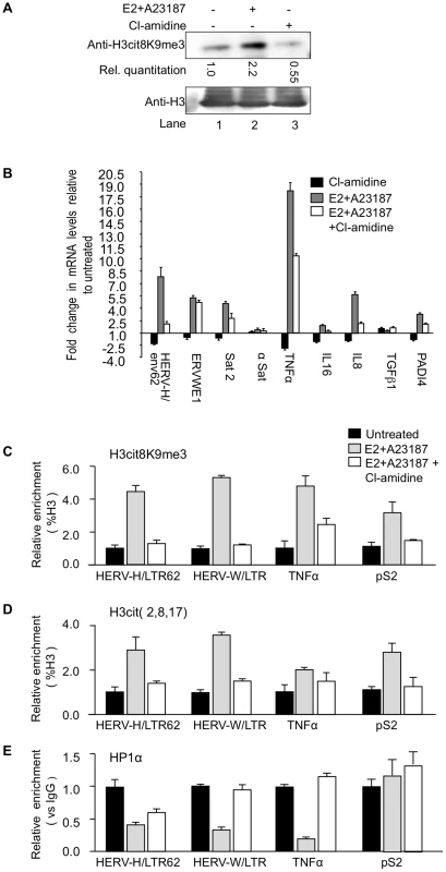 PADI4 activity controls HP1α occupancy and histone H3 citrullination at TNFα and HERV promoters.