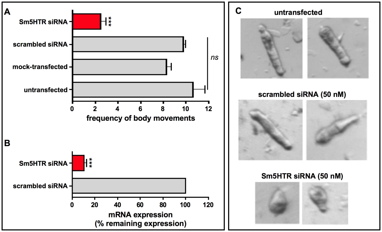 RNA interference (RNAi) in schistosomulae.