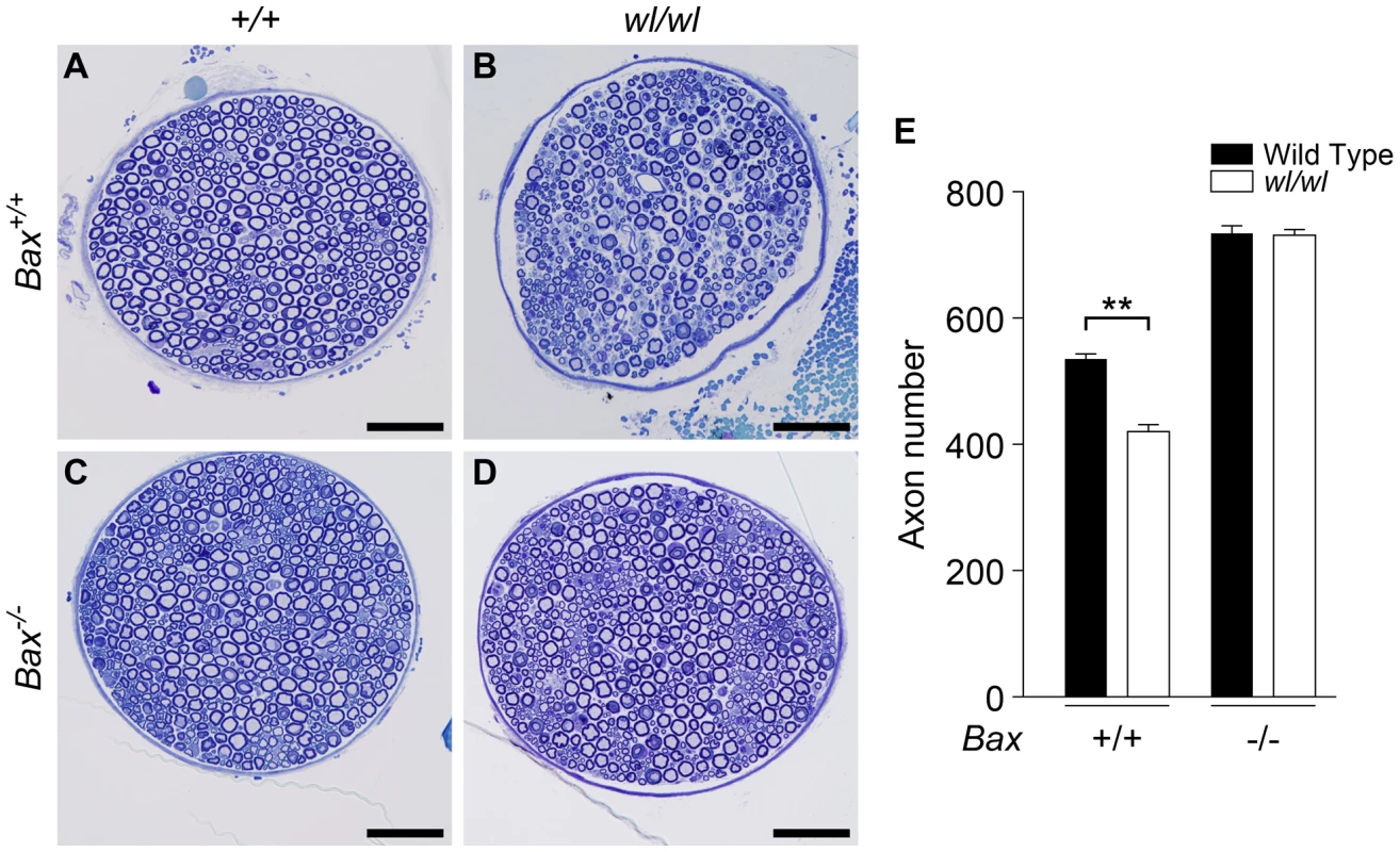Genetic ablation of <i>Bax</i> protects axons from degeneration in <i>wl</i> mice.
