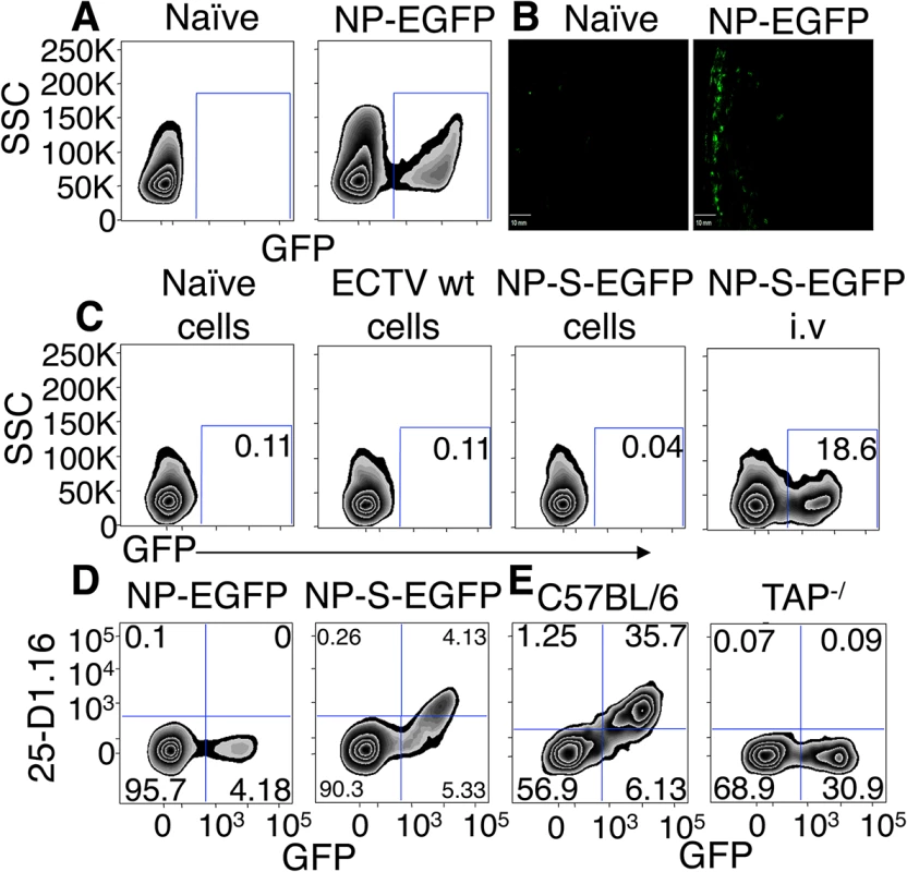 EGFP<sup>+</sup> cells are infected by ECTV and directly present antigen in a TAP dependent manner.