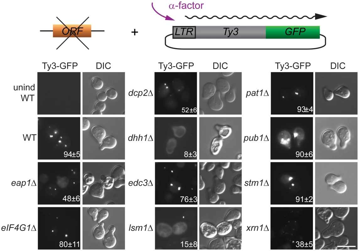 Ty3 Gag3 foci formation is disrupted in cells depleted for PB host factors.